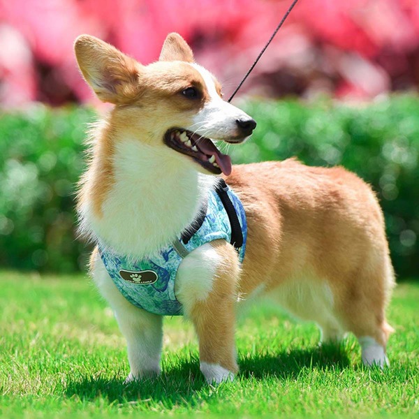 

Marine Life Print Pet Harness, Multicolor