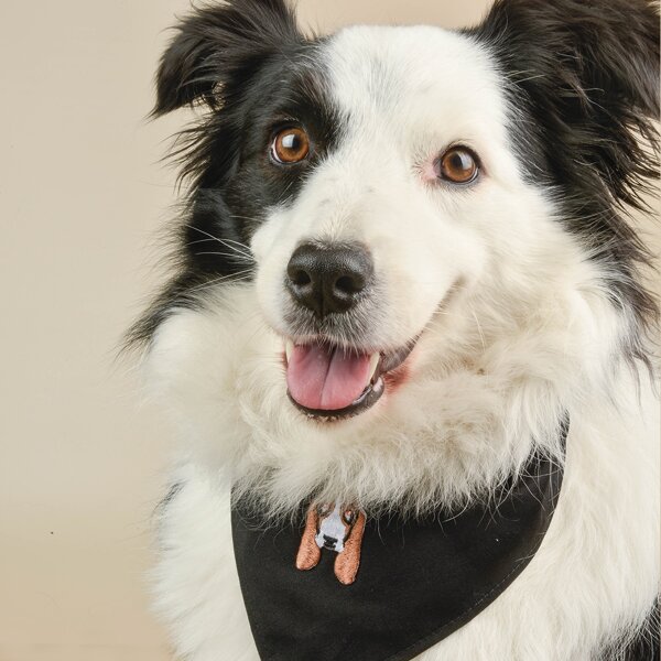 

Dog Embroidery Pet Bandana, Black