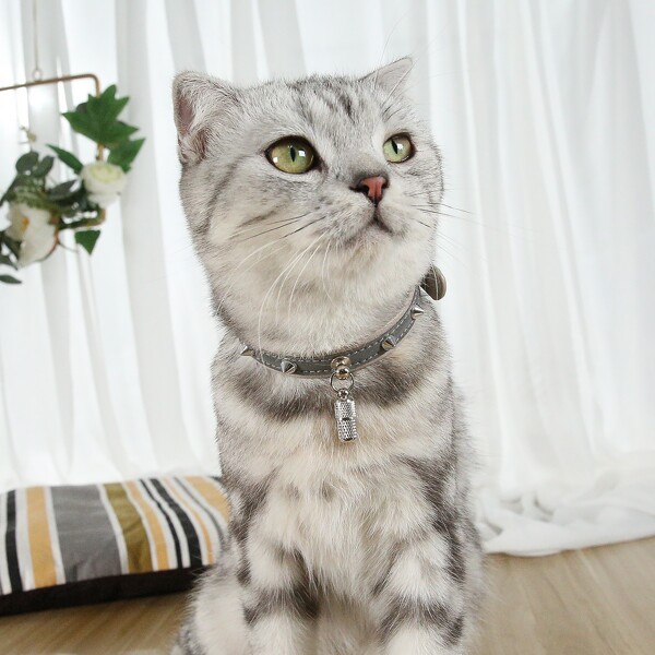 

1pc Pet Collar With ID Tag, Grey