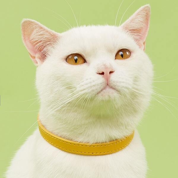 

1pc PU Pet Collar, Yellow