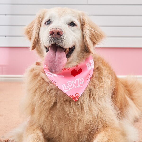 

Letter Graphic Pet Bandana, Pink