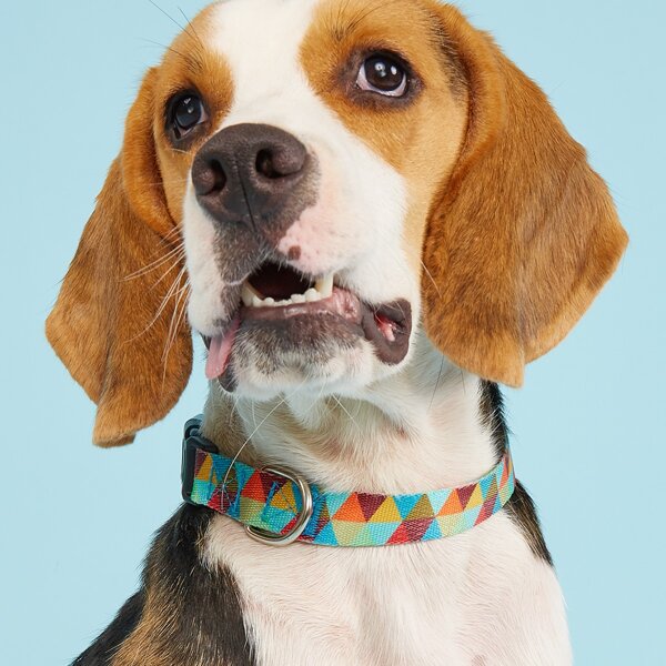 

Triangle Print Pet Collar, Multicolor