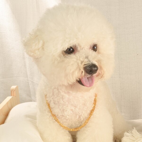 

1pc Pet Chain Necklace, Gold