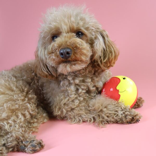 

1pc Random Moon Ball Pet Sound Toy, Multicolor