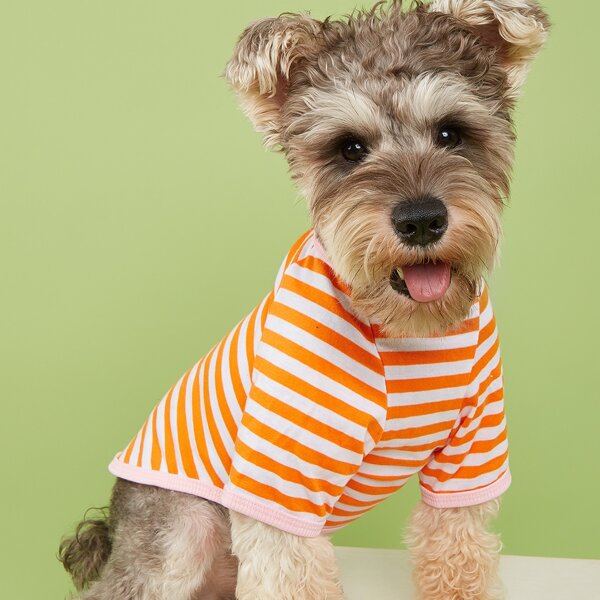 

Striped Pattern Pet Tee, Orange