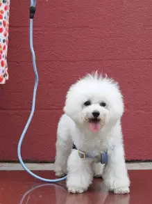 1入組素色寵物背帶和1入組牽引繩 - 藍色 - 查看 1