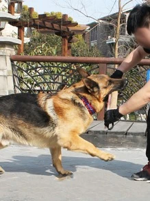 Đồ chơi nhai thú cưng 1pc - Nhiều màu - Xem 2