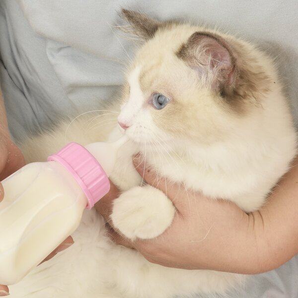 

1set Pet Feeder & Brush, Pink