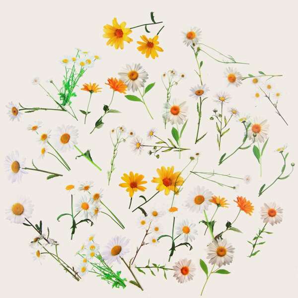

40pcs Flower Print Sticker, Multicolor