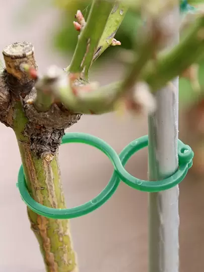 50入組植物固定夾