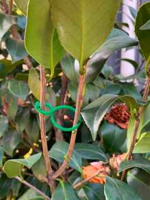 50入組植物固定夾