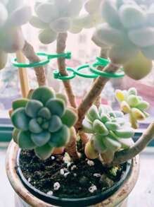 50入組植物固定夾