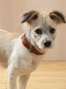 1pc PU Pet Collar - Brown - View 5