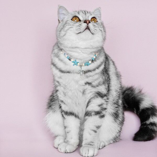 

Tortoise Pendant Pet Necklace, Blue
