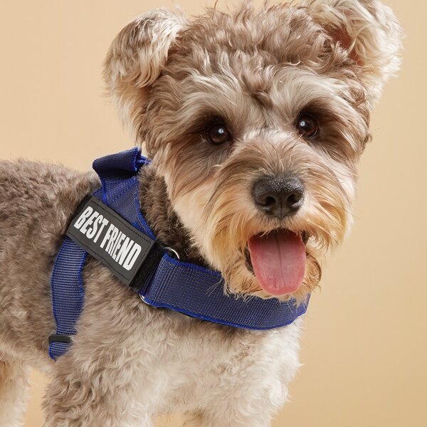 

Slogan Graphic Pet Harness, Blue