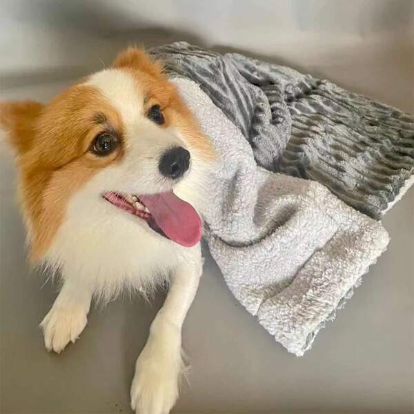 

1pc Random Color Pet Blanket, Multicolor