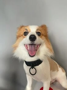 1 set collar y correa para mascotas exagerados personalizados ajustables para exteriores - Negro - Ver 2