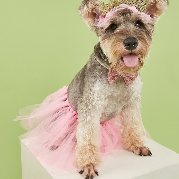 

1set Pet Lace Dress & Pet Bow, Multicolor