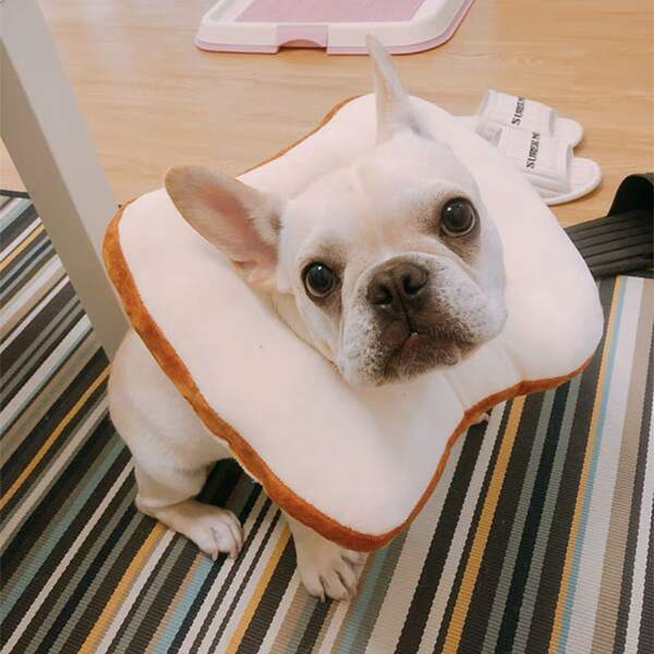 

1pc Bread Pet Recovery Collar, Multicolor