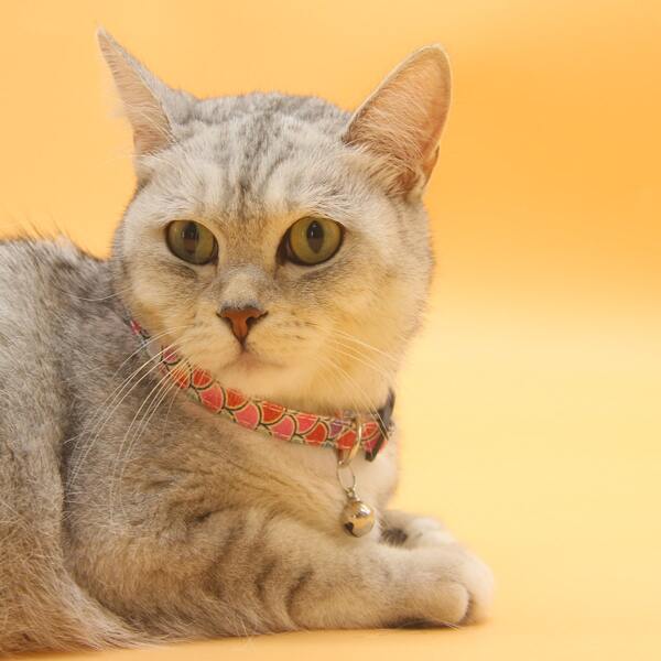 

Bell Pendant Pet Collar, Multicolor