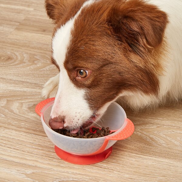 

1pc Suction Cup Pet Bowl, Multicolor