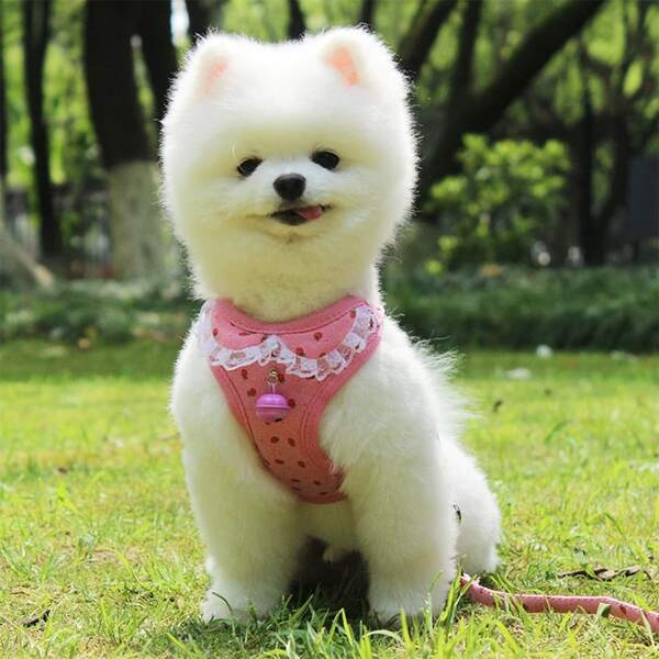 

1pc Flower Print Pet Harness & 1pc Leash, Pink