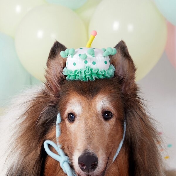 

1pc Pet Birthday Cake Hat, Multicolor