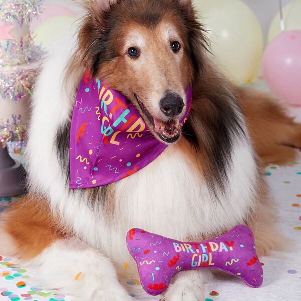 

2pcs Bone Shaped Pet Toy & Bandana, Multicolor