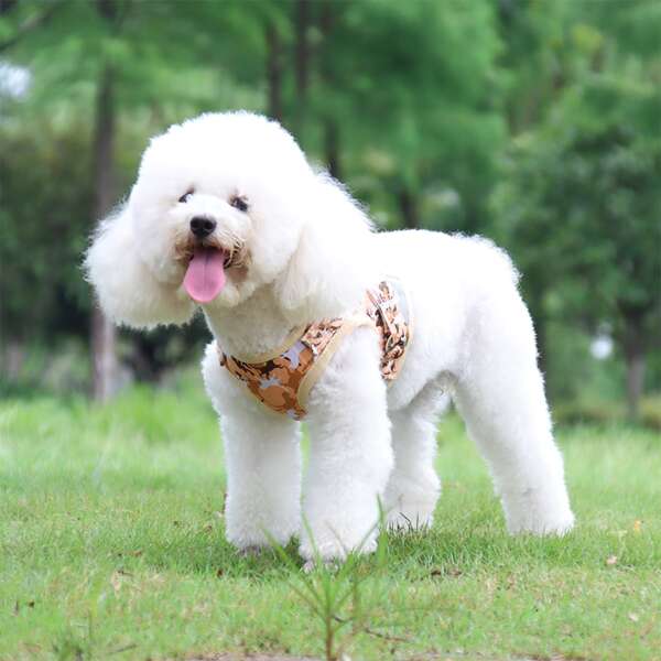 

1pc Animal Print Pet Harness & 1pc Leash, Multicolor