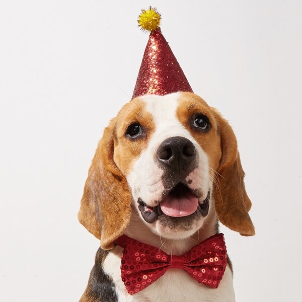 

2pcs Sequin Decor Pet Hat & Bow, Multicolor