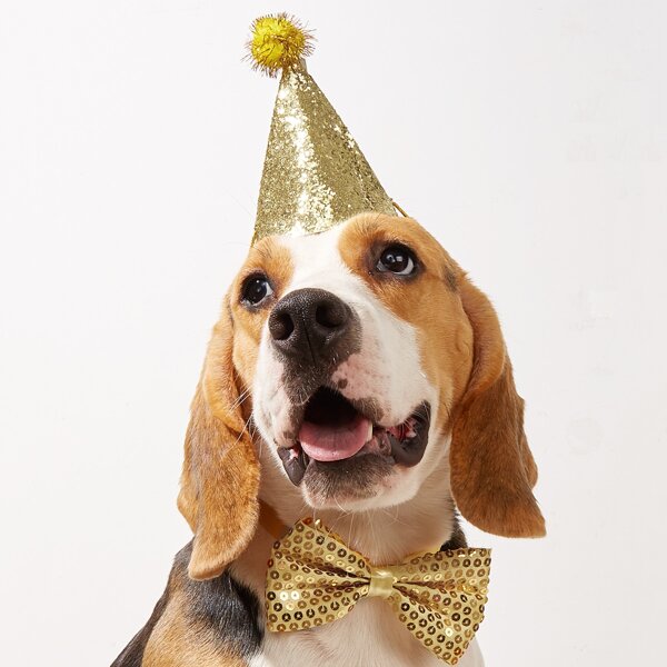 

2pcs Sequin Decor Pet Hat & Bow, Gold