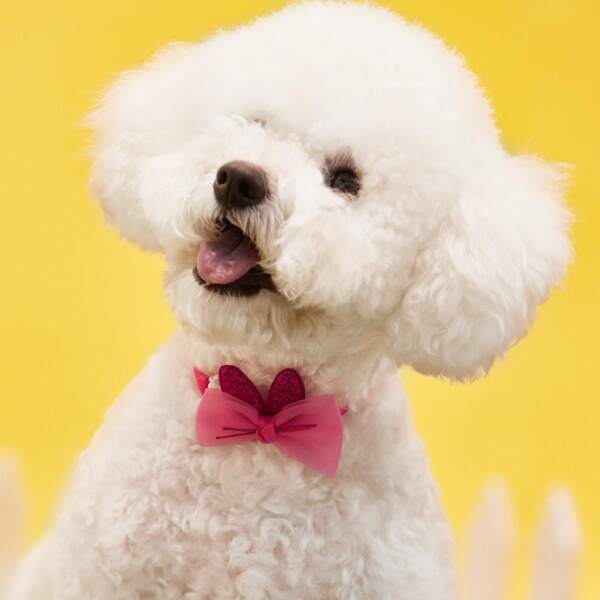 

Ear Detail Pet Bow, Multicolor