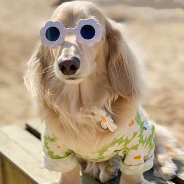 

1pc Flower Design Pet Sunglasses, White