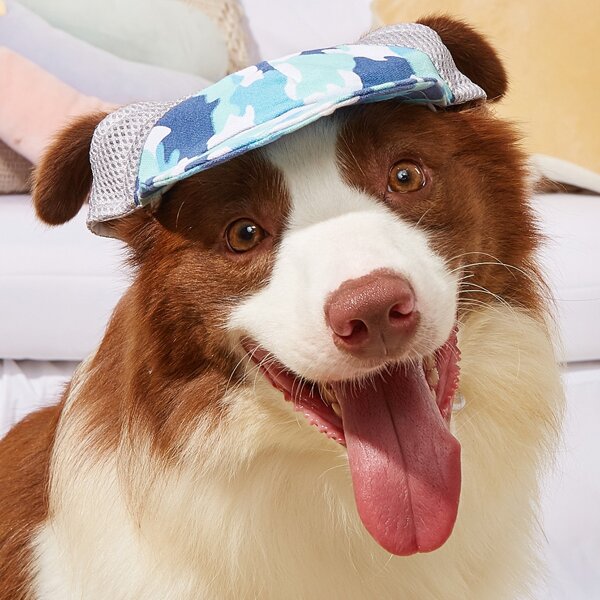 

Camo Print Pet Hat, Multicolor