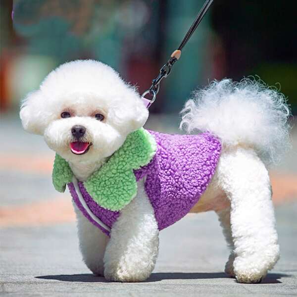 

Eggplant Design Pet Jacket, Multicolor