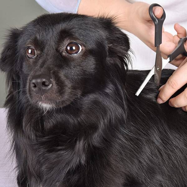 

1pc Pet Grooming Clippers, Multicolor