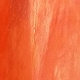 Rosa coral
