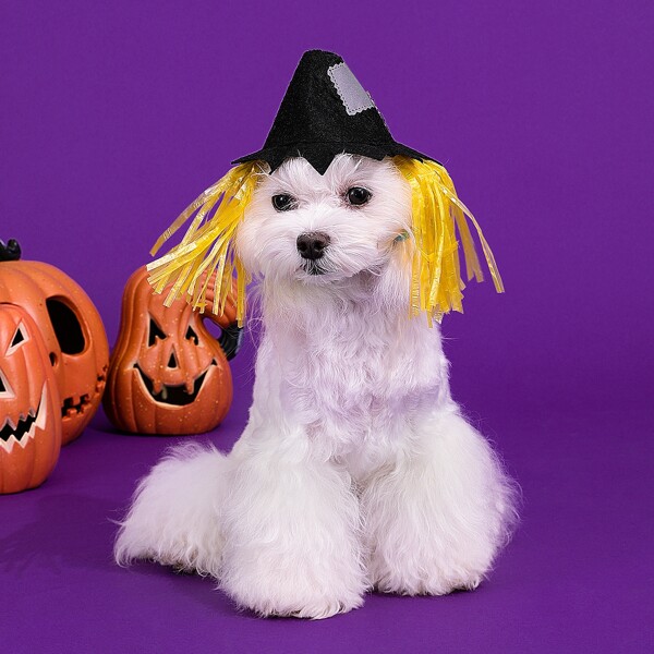 

1pc Halloween Pet Hat, Multicolor