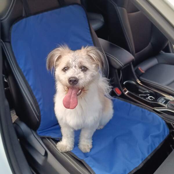 

1pc Plain Pet Car Seat Mat, Blue