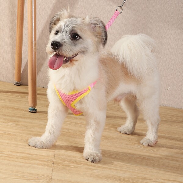 

1pc Breathable Pet Harness & 1pc Leash, Multicolor