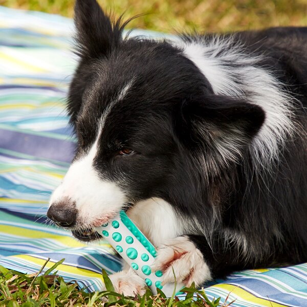 

1pc Color Block Pet Chew Toy, Blue and white