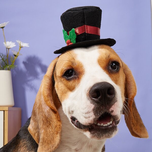 

Leaf Decor Pet Hat, Multicolor
