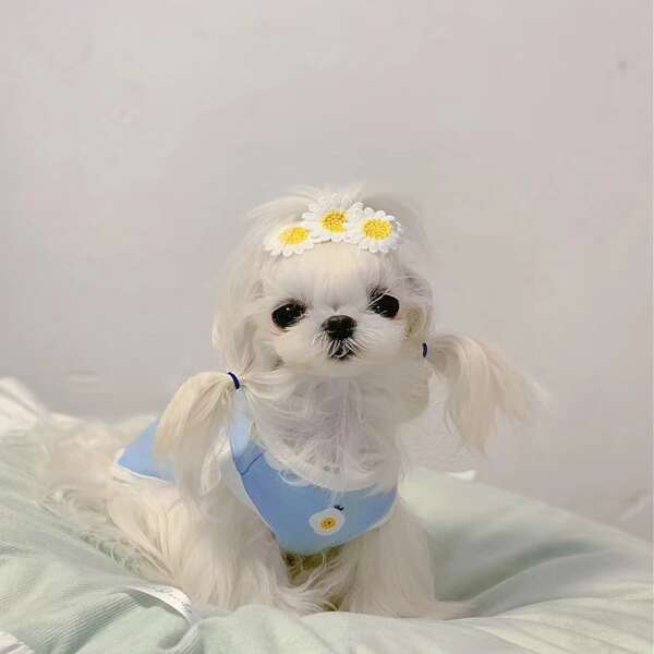 

1pc Daisy Design Pet Hair Clip, Multicolor