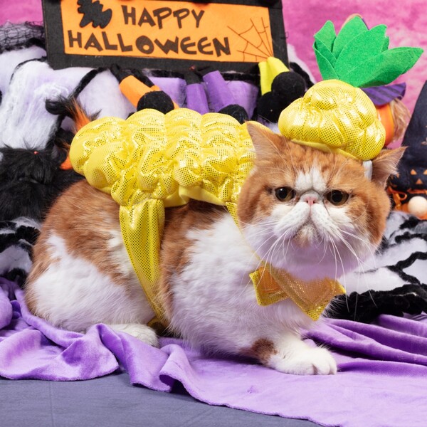 

2pcs Pineapple Pet Clothing Set, Yellow