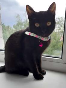 1pc Mẫu ngẫu nhiên Pet Glow Collar - Nhiều màu - Xem 4