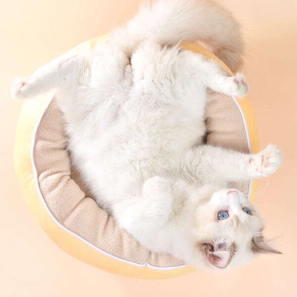 

1pc Two Tone Pet Bed, Multicolor