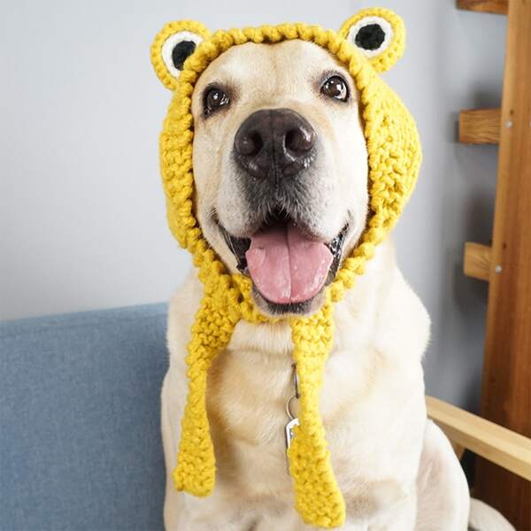 

Frog Design Pet Headwear, Yellow