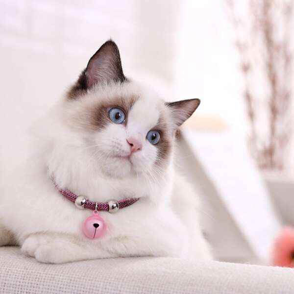 

Bell Decor Pet Collar, Pink