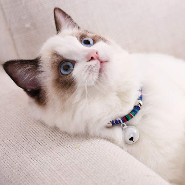 

1pc Bell Decor Weave Pet Collar, Multicolor