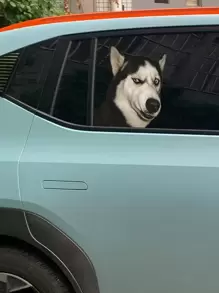 1 miếng dán xe biểu cảm Husky ngộ nghĩnh - màu đen - Xem 11